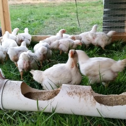 Raising meat chickens: the nitty gritty