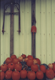 The pumpkin harvest